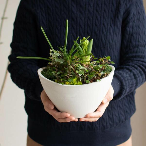 ※本商品は「北海道・北海道・東北・沖縄へは送料別途500円」加算されます。ご了承ください。 商品概要 【商品について】 芽出しの球根をいろいろと植えた手のひらサイズの寄せ植えです。週に１〜２回の水やりだけで、春に次々と開花を始めます。今の時...