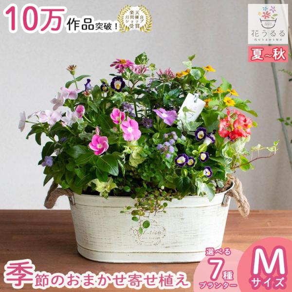 花 寄せ植え 春の人気商品 通販 価格比較 価格 Com