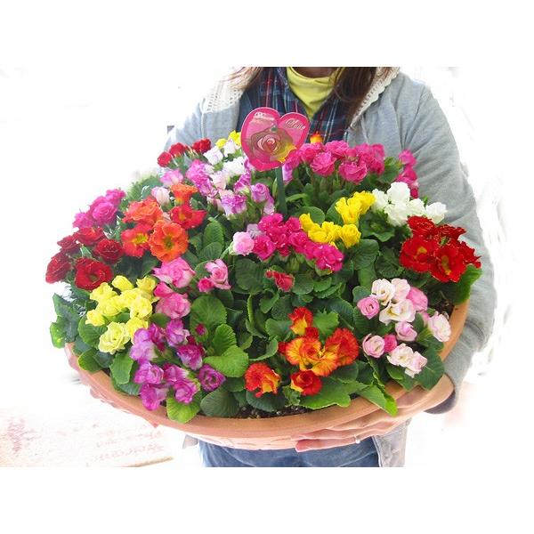 flower 薔薇咲きプリムラ・ジュリアンのメガ盛り寄せ植え*ジュエリー