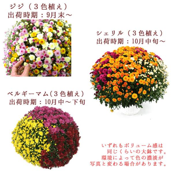満開時は なんと1 0 0 0 輪咲き 秋咲きガーデンマムのメガ盛り鉢植え グランデ サイズ ジジ3色 花 鉢花 鉢植え 寄せ植え プレゼント ギフト 誕生日 Buyee Buyee Japanese Proxy Service Buy From Japan Bot Online