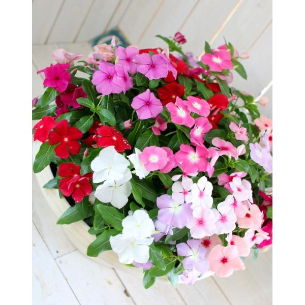 送料無料 ニチニチソウのメガ盛り寄せ植えジュエリーbox Grande 寄せ植え ビンカ 日日草 鉢植え 寄せ植え Buyee Buyee 日本の通販商品 オークションの代理入札 代理購入