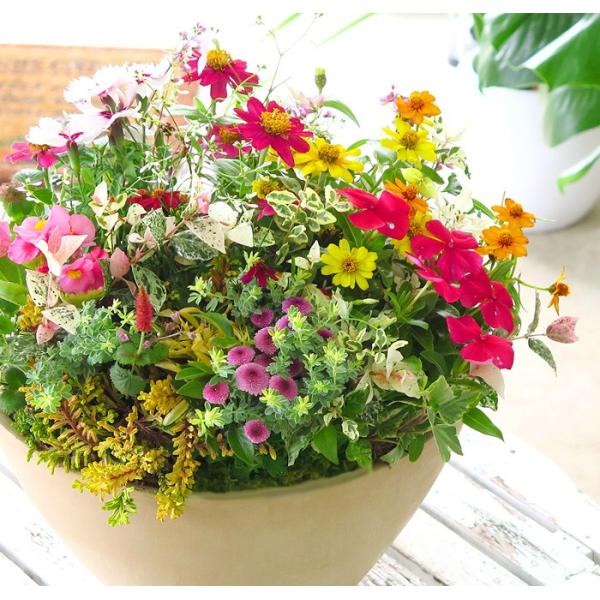 製作は１日３点限り 花うるるのオーダーメイド寄せ植え 高級デザイナーズ寄せ植え テラ 春 鉢 ギャザリング おしゃれ セット 玄関 ギフト 誕生日プレゼント Buyee Buyee Japanese Proxy Service Buy From Japan Bot Online