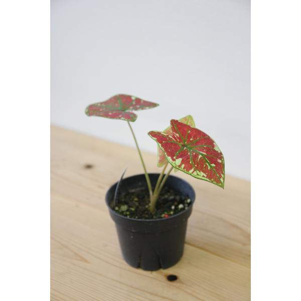 アロエ ライツィー G12 Hanauta Flowerdesign 通販 Yahoo ショッピング