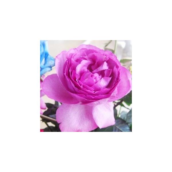 こだわりのバラ イブピアッチェ注文は10本から Buyee Buyee Japanese Proxy Service Buy From Japan Bot Online