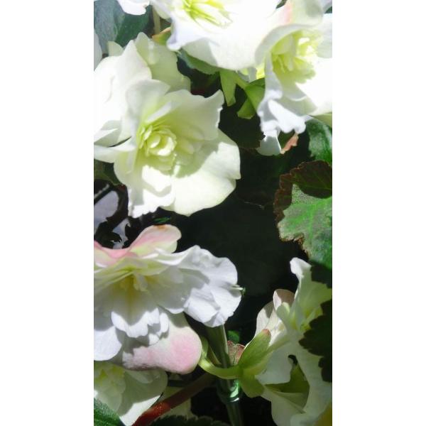 花 父の日なら ベゴニア 花鉢 プレゼント ギフト グローリー 白 人気の花保ちのよい プレゼント 5号鉢 花屋リエ 父の日なら Buyee 日本代购平台 产品购物网站大全 Buyee一站式代购 Bot Online