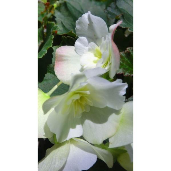 花 父の日なら ベゴニア 花鉢 プレゼント ギフト グローリー 白 人気の花保ちのよい プレゼント 5号鉢 花屋リエ 父の日なら Buyee 日本代购平台 产品购物网站大全 Buyee一站式代购 Bot Online