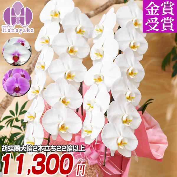 蘭② 2本 2本立ちの胡蝶蘭の通販 | HitoHana（ひとはな）