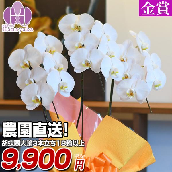 胡蝶蘭お祝い：開店祝い、就任祝い、送別、退職、引っ越し、出産祝い、結婚式、結婚記念日お供え用：お盆、お彼岸、ご葬儀、お通夜、一周忌、初盆、新盆イベント：母の日、父の日、敬老の日、クリスマス、お年賀、ホワイトデー、バレンタイン、ハロウィン、お...