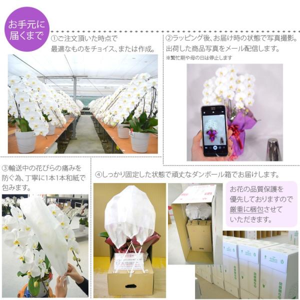 胡蝶蘭 商標出願済商品 佐川急便 営業日から3日後の配達 花 お祝いギフト 生花 63輪以上胡蝶蘭 ダイヤモンドオーキッド 胡蝶蘭 大輪7本立ち 63輪以上 営業日から3日後の配達 商標出願済商品 佐川急便 Hdo0704 胡蝶蘭専門店はなやか