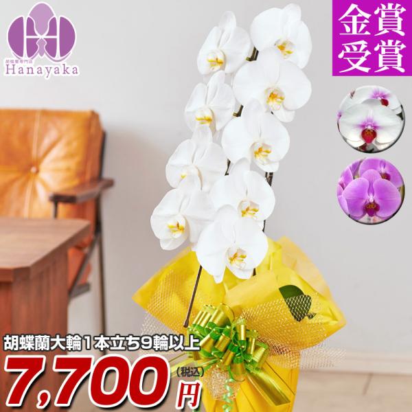 胡蝶蘭 大輪 1本立ち9輪以上 つぼみ込み 胡蝶蘭 お祝い ギフト 誕生日プレゼント 花 フラワー 鉢花 開院 開店 開業 祝い 誕生日 内祝 お供 Buyee Buyee Japanese Proxy Service Buy From Japan Bot Online