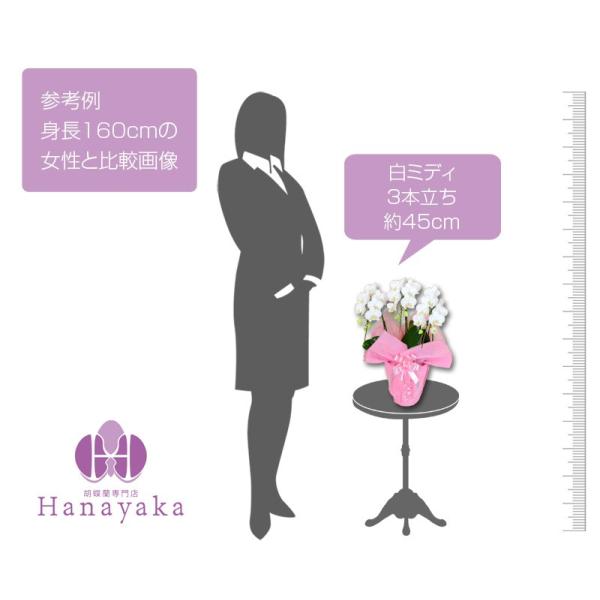 誕生日プレゼント開院お祝いお祝いプレゼント開店ギフトフラワーギフト Hmfb0303 胡蝶蘭専門店はなやか3本立ち開園花開業開院お祝い胡蝶蘭 ミディ内祝お供え祝い仏花胡蝶蘭鉢花
