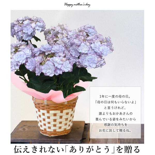 母の日 ギフト プレゼント 花 希少品種 母の日 プレミアム アジサイ ケイコ ５号 Inバスケット あじさい 鉢植え 鉢 紫陽花 Buyee Buyee Japanese Proxy Service Buy From Japan Bot Online