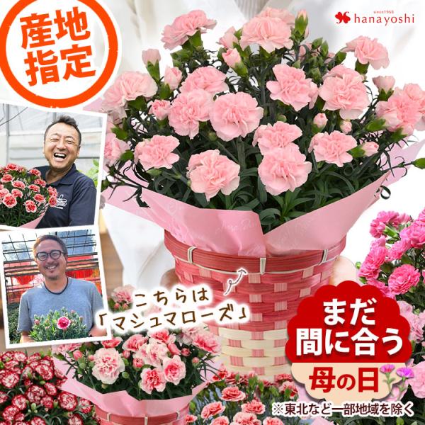 母の日 プレゼント 花 カーネーション 5号 鉢植え ギフト 鉢  産地指定 プレミアム 多年草  選べる8種 50代 60代 70代 80代