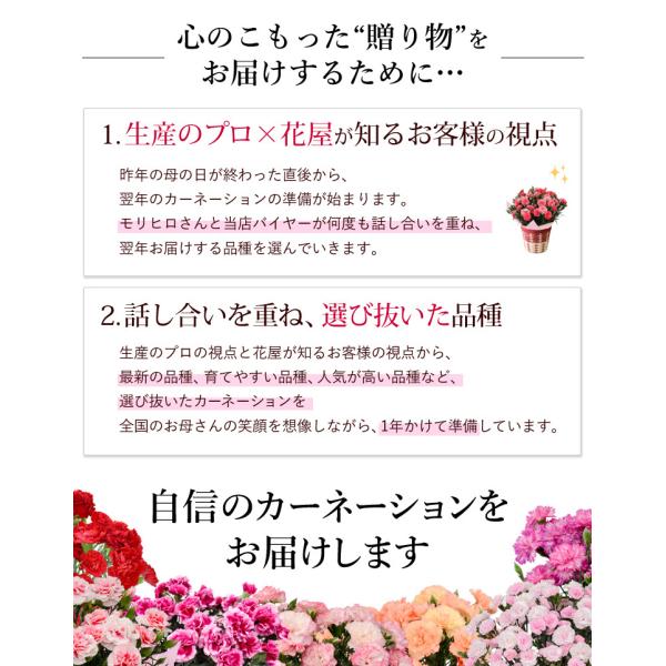送料無料 母の日限定 プレミアム カーネーション 鉢植え 選べる厳選10種類 5号鉢inバスケット 5 4 5 9の間にお届け Buyee Buyee Japanese Proxy Service Buy From Japan Bot Online