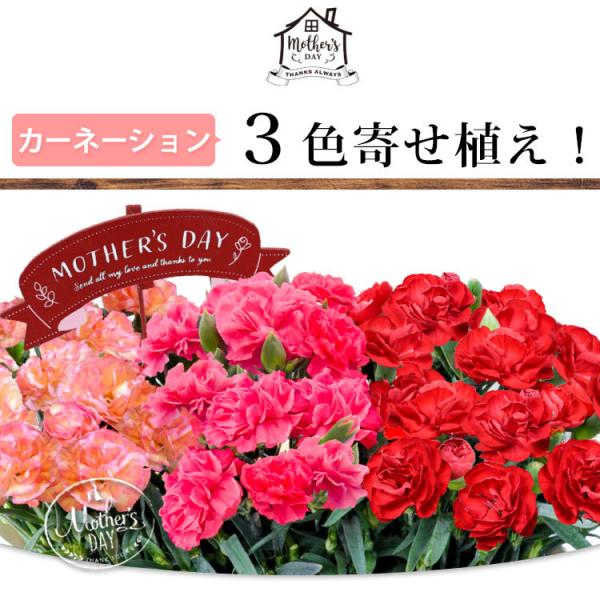 早割 母の日 花 ギフト プレゼント 21 1鉢で3色楽しめる カーネーション 3色植え 選べる2種類 花鉢 鉢花 送料無料 5 4 5 9の間にお届け Buyee Buyee Japanese Proxy Service Buy From Japan Bot Online