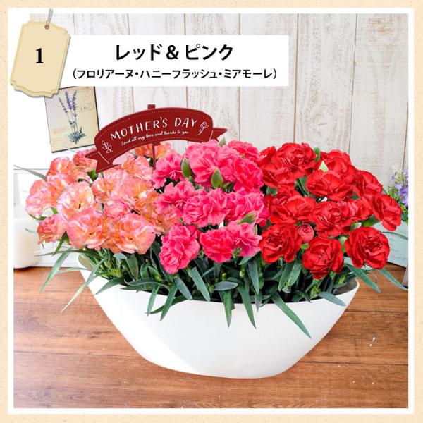 早割 母の日 花 ギフト プレゼント 21 1鉢で3色楽しめる カーネーション 3色植え 選べる2種類 花鉢 鉢花 送料無料 5 4 5 9の間にお届け Buyee Servis Zakupok Tretim Licom Buyee Pokupajte Iz Yaponii