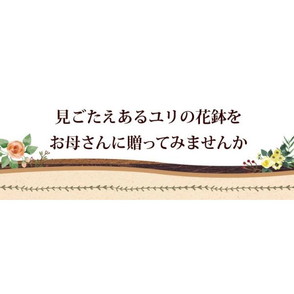早割 母の日 花 ギフト プレゼント 21 送料無料 母の日限定 希少品種 ローズリリー 鉢植え 八重咲き ユリ 百合 花鉢 鉢花 ガーデンリリー 実母 義母 Buyee Buyee 日本の通販商品 オークションの代理入札 代理購入