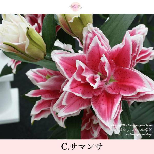 早割 母の日 花 ギフト プレゼント 21 送料無料 母の日限定 希少品種 ローズリリー 鉢植え 八重咲き ユリ 百合 花鉢 鉢花 ガーデンリリー 実母 義母 Buyee 日本代购平台 产品购物网站大全 Buyee一站式代购 Bot Online
