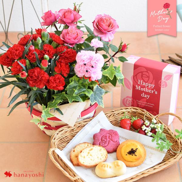 母の日 ギフト 花 プレゼント 送料無料 寄せ鉢 選べるスイーツ カーネーション ミニバラなど人気の花鉢がぎゅっ ふわふわプードルピック付 Buyee Buyee 提供一站式最全面最专业现地yahoo Japan拍卖代bid代拍代购服务 Bot Online