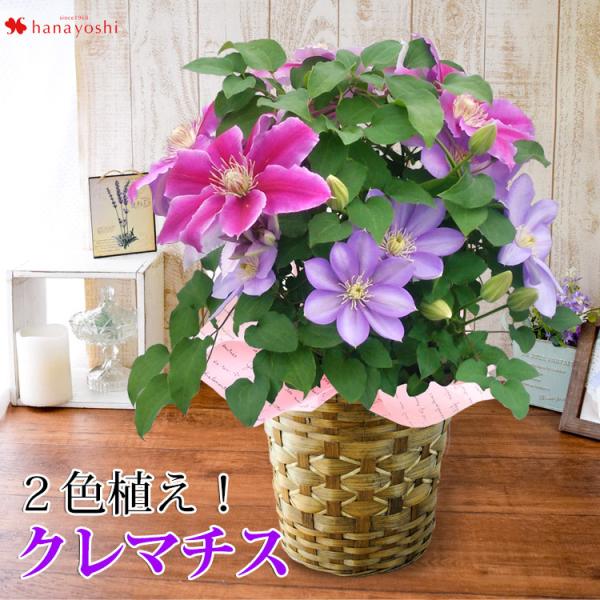母の日 花 ギフト 送料無料 母の日限定 選べる人気の豪華な鉢植え 2色植えクレマチス 母の日プレゼント Buyee Buyee 提供一站式最全面最专业现地yahoo Japan拍卖代bid代拍代购服务 Bot Online