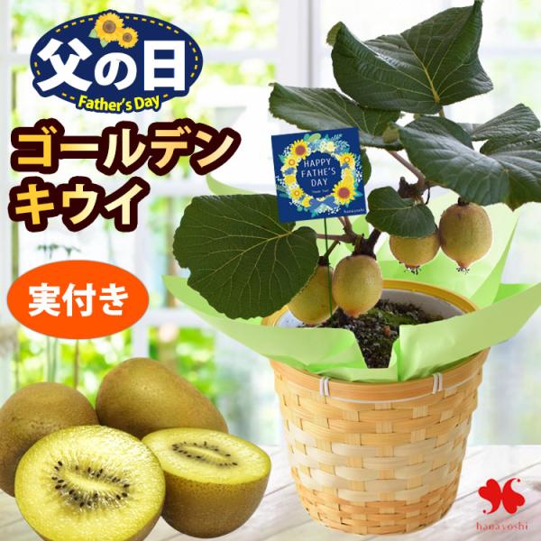 父の日 花 ギフト 2026 鉢植え 果樹 健康果実 ゴールデンキウイ 5号 バスケット付き 収穫が楽しめる 果樹鉢  キウイ 果物 フルーツ 贈り物 植物 お父さん 義父
