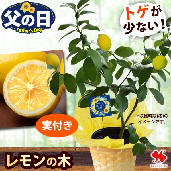 父の日 花 ギフト 2026 鉢植え 果樹 健康果実 レモン 5号鉢 (実付き)  バスケット付 フルーツ 果物 果実 プレゼント 贈り物 植物 ガーデニング 家庭菜園 趣味