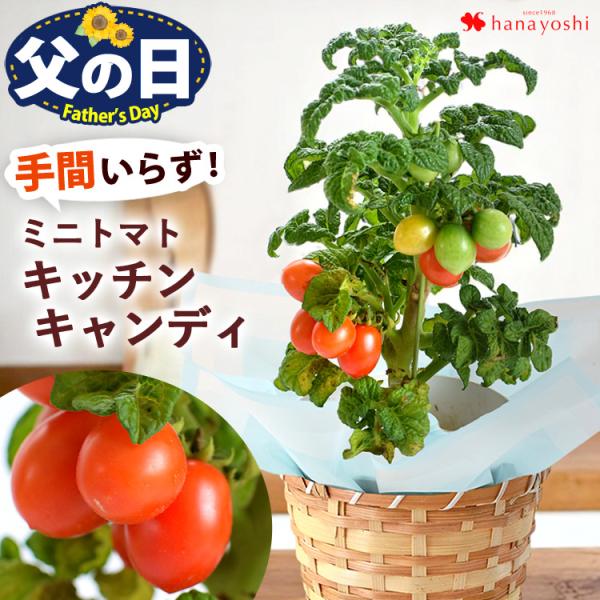 父の日 花 ギフト 2026 鉢植え ミニトマト キッチンキャンディ 4号 鉢植え バスケット付 収穫が楽しめる 家庭菜園 野菜 健康  プレゼント 贈り物 庭いじり 夏