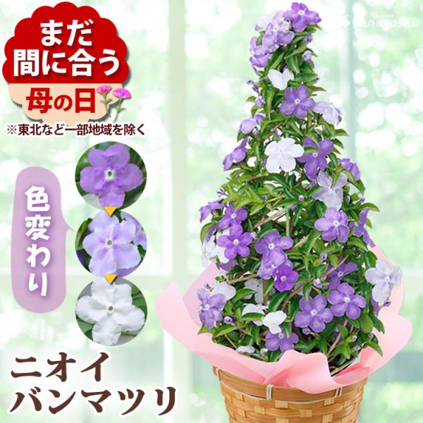 【内容】 ニオイバンマツリ　タワー仕立て(入荷状況により植物の色・種類は変更になる場合がございます。）/当店オリジナル母の日カード/取扱説明書/品質保証付きショップカード ※お花の生育・開花状況には 個体差がございます。※入荷状況により、花...