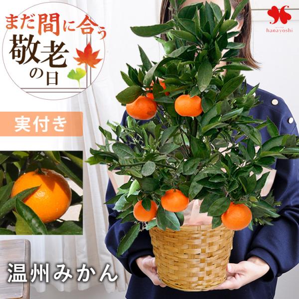 果実 鉢植え 植木 盆栽の人気商品 通販 価格比較 価格 Com