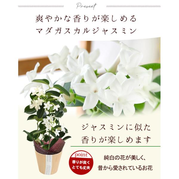 父の日 花 21 プレゼント ギフト 爽やかな香りが楽しめる マダガスカルジャスミン 鉢植え Buyee Buyee Japanese Proxy Service Buy From Japan Bot Online