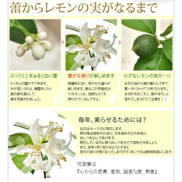 父の日 ギフト プレゼント 選べる２種類の果樹 果物 ５号鉢 キウイ か レモン 実付き の鉢植え バスケット付き 観葉植物 Buyee 日本代购平台 产品购物网站大全 Buyee一站式代购 Bot Online