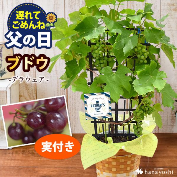 父の日 ギフト プレゼント 果樹鉢 健康果実 果物 ぶどう デラウェア 6号 実付き 鉢植え バスケット付き Buyee Buyee 提供一站式最全面最专业现地yahoo Japan拍卖代bid代拍代购服务 Bot Online