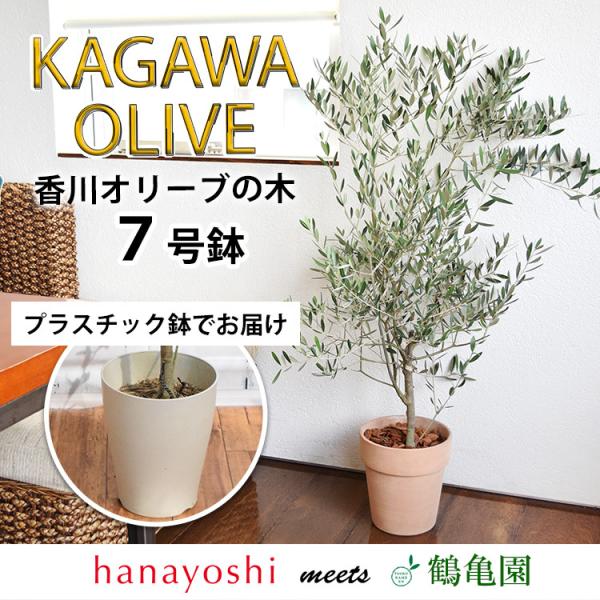 新築祝い オリーブ の木 - 観葉植物の人気商品・通販・価格比較 - 価格.com 新築祝い オリーブ の木 - 観葉植物の人気商品・通販・価格比較 - 価格.com