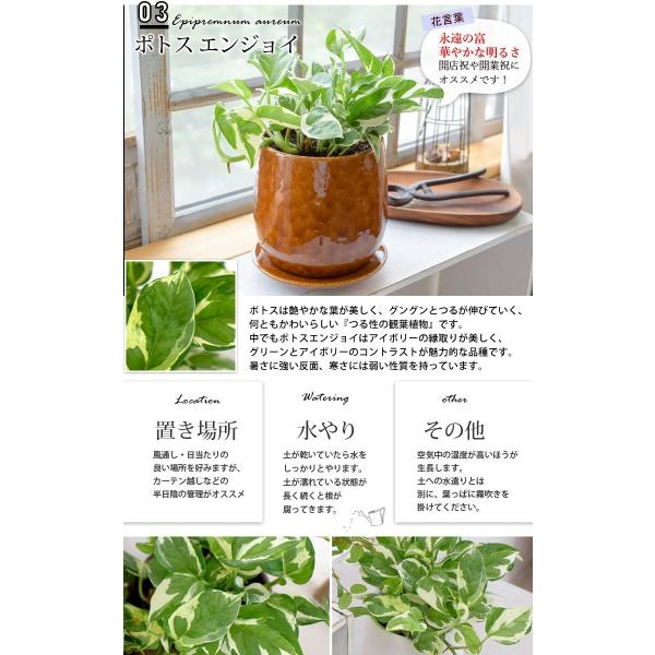 グリーンネックレスかハートカズラかポトスエンジョイかペペロミアの陶器ポット 受け皿付き 観葉植物 インテリア ギフト Buyee Buyee Japanese Proxy Service Buy From Japan Bot Online