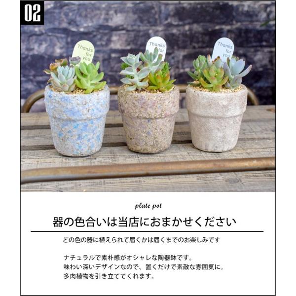 多肉植物の寄せ植え リンドs 多肉植物 ギフト グリーン 観葉植物 インテリア プチギフト サキュレンツ誕生日 プレゼント 女性 母 女友達 Buyee Buyee Japanischer Proxy Service Kaufen Sie Aus Japan
