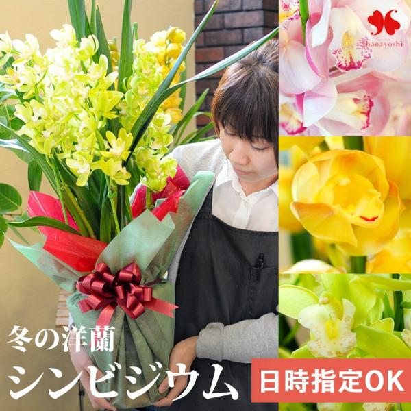 【内容】シンビジウム３〜４本立(花色をお選びくださいませ)/※入荷状況により良品がご用意できない場合は、他の産地のものでのお届けになることがございます。※入荷状況により良品がご用意できない場合は、他の花色への変更をご相談させていただくことが...