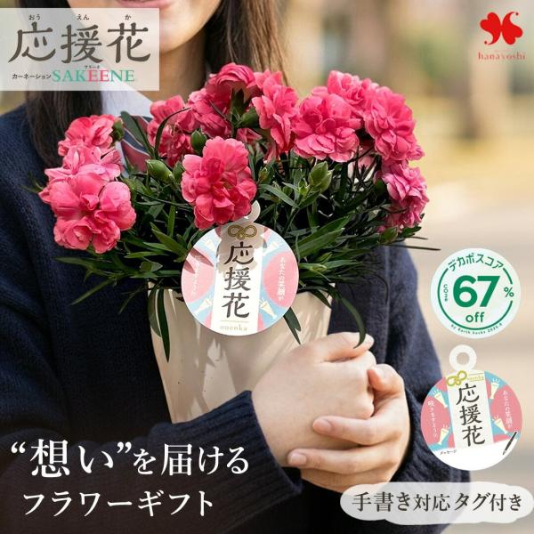 【内容】応援花 サキーネ　5号鉢プラスチック鉢/ラッピング※色合い・デザインは当店にお任せ下さい育て方説明書/品質保証付ショップカードご希望の方にはメッセージカードを同封してお届け【サイズ】(約)直径20〜25cm × 高さ25〜35cm※...