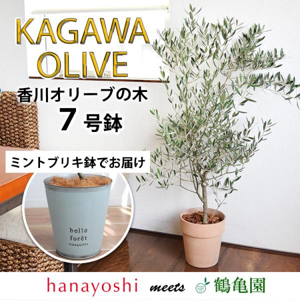 hanayoshi-y_hog1703mi