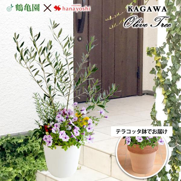 オリーブ の木 寄せ植えの人気商品 通販 価格比較 価格 Com