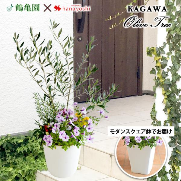 フラワーマーケット花由 シンボルツリーの寄せ植え ＜モダン