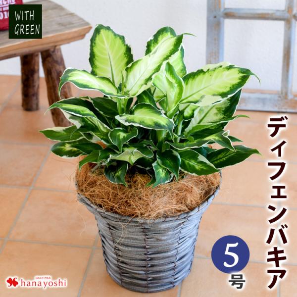 ディフェンバキア 観葉植物 観葉植物の人気商品 通販 価格比較 価格 Com