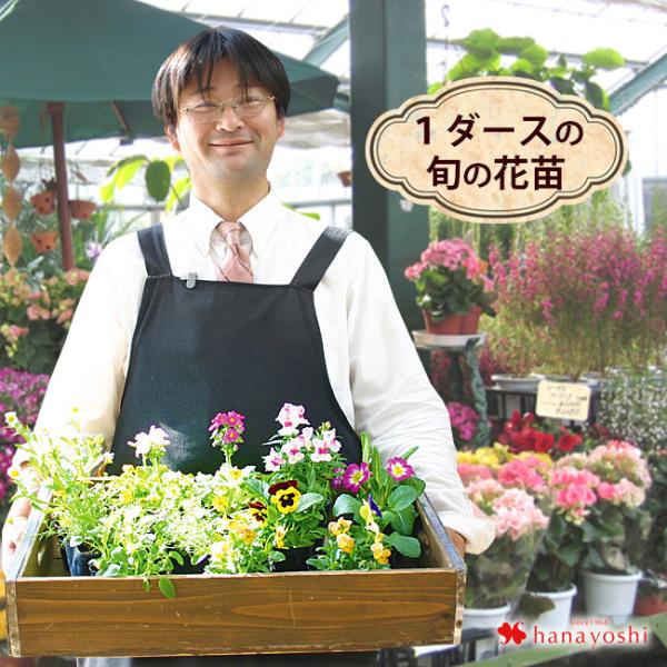 フラワーマーケット花由 花苗 セット 1ダースの花苗セット 福袋