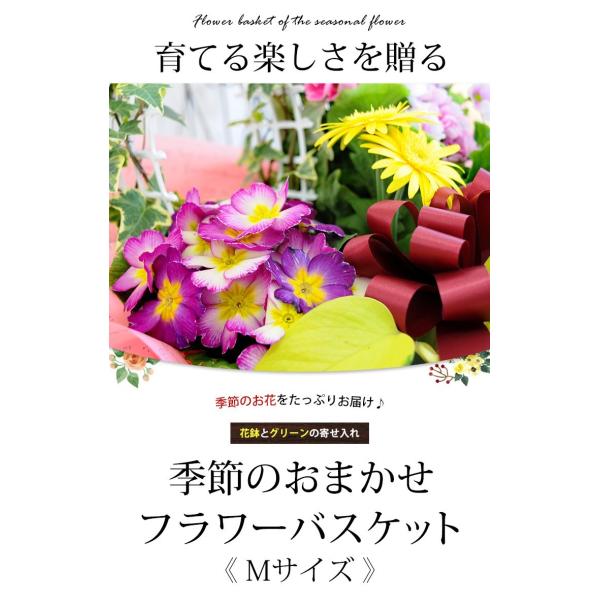 フラワーバスケット 季節のおまかせ花鉢とグリーンの寄せ入れ Mサイズ あすつく対応 花 誕生日 プレゼント 女性 母 お祝い 退職祝い 結婚祝い フラワーギフト Buyee Buyee Japanese Proxy Service Buy From Japan Bot Online