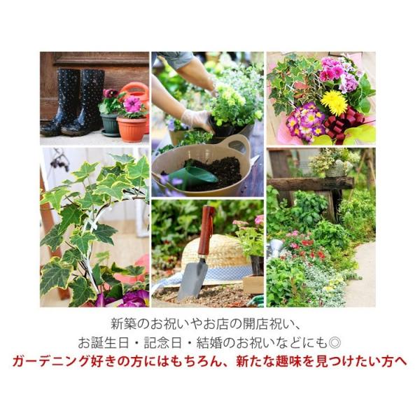 フラワーバスケット 季節のおまかせ花鉢とグリーンの寄せ入れ Mサイズ あすつく対応 花 誕生日 プレゼント 女性 母 お祝い 退職祝い 結婚祝い フラワーギフト /【Buyee】 フラワーバスケット 季節のおまかせ花鉢とグリーンの寄せ入れ Mサイズ あすつく対応 花 誕生日 プレゼント 女性 母 お祝い 退職祝い 結婚祝い フラワーギフト /【Buyee】