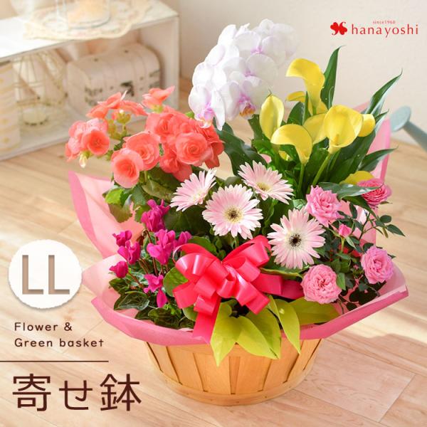 種類をおまかせいただくことで、今一番きれいで新鮮なお花をお買い得価格でご提供!【内容】季節の花、観葉植物/バスケット（デザインおまかせ）/ラッピング/リボン/育て方説明書/ 品質保証付きショップカードご希望の方にメッセージカード※入荷状況に...