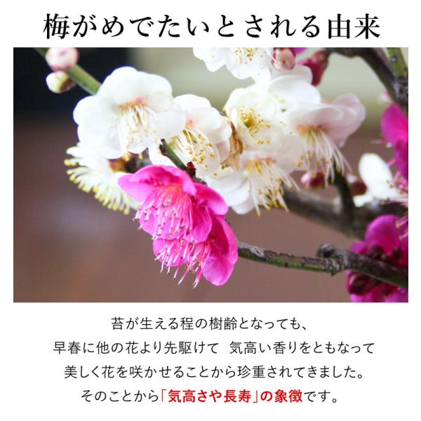 お正月盆栽 ひと足早い春の訪れ 咲き分け紅白梅の創作盆栽 12 26 12 30にお届け お正月 花 正月飾り 迎春花 新年 挨拶 お年賀 ギフト Buyee 日本代购平台 产品购物网站大全 Buyee一站式代购 Bot Online