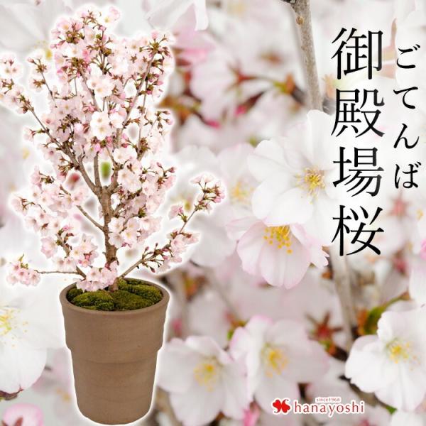 【内容】御殿場桜/ 苔※植物につき色合いや育成状況など状況には個体差がございます。三河焼鉢（直径19×高さ21.5cm）※資材は変更になる場合がございます。 ご了承くださいませ。■ご希望の方はメッセージカード/育て方説明書/リーフレット※ご...