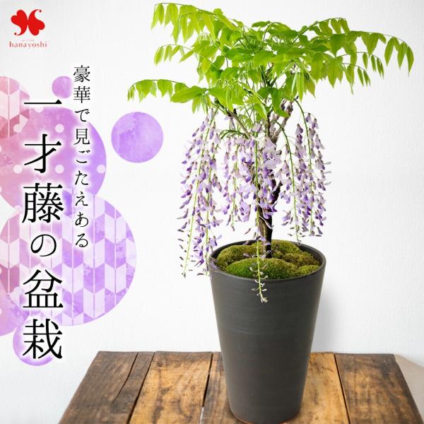 【内容】一才藤 5号鉢/ 苔●植物につき色合いや育成状況など状況には個体差がございます。素焼鉢（直径15.5 × Ｈ17.5 ｃｍ）●資材は変更になる場合がございます。 ご了承くださいませ。■ご希望の方はメッセージカード/育て方説明書/リー...