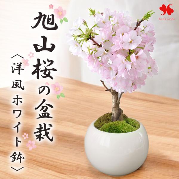 【内容】 旭山桜の創作盆栽/苔/洋風ホワイト鉢（直径13.5×Ｈ11）●植物につき色合いや育成状況など状況には個体差がございます。●資材は変更になる場合がございます。 ご了承くださいませ。■育て方説明書/ショップカード/ご希望の方はメッセー...