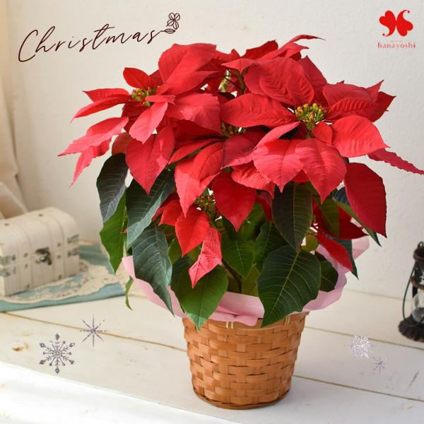 【内容】ポインセチア 赤 5号鉢プラスチック鉢/バスケットに入れてお届け/ラッピング（当店におまかせ）/ご希望の方にはメッセージカード(お客様がご記入できる欄にお書き添えくださいませ)/※色合い・デザインは当店にお任せ下さい※ご覧いただいて...